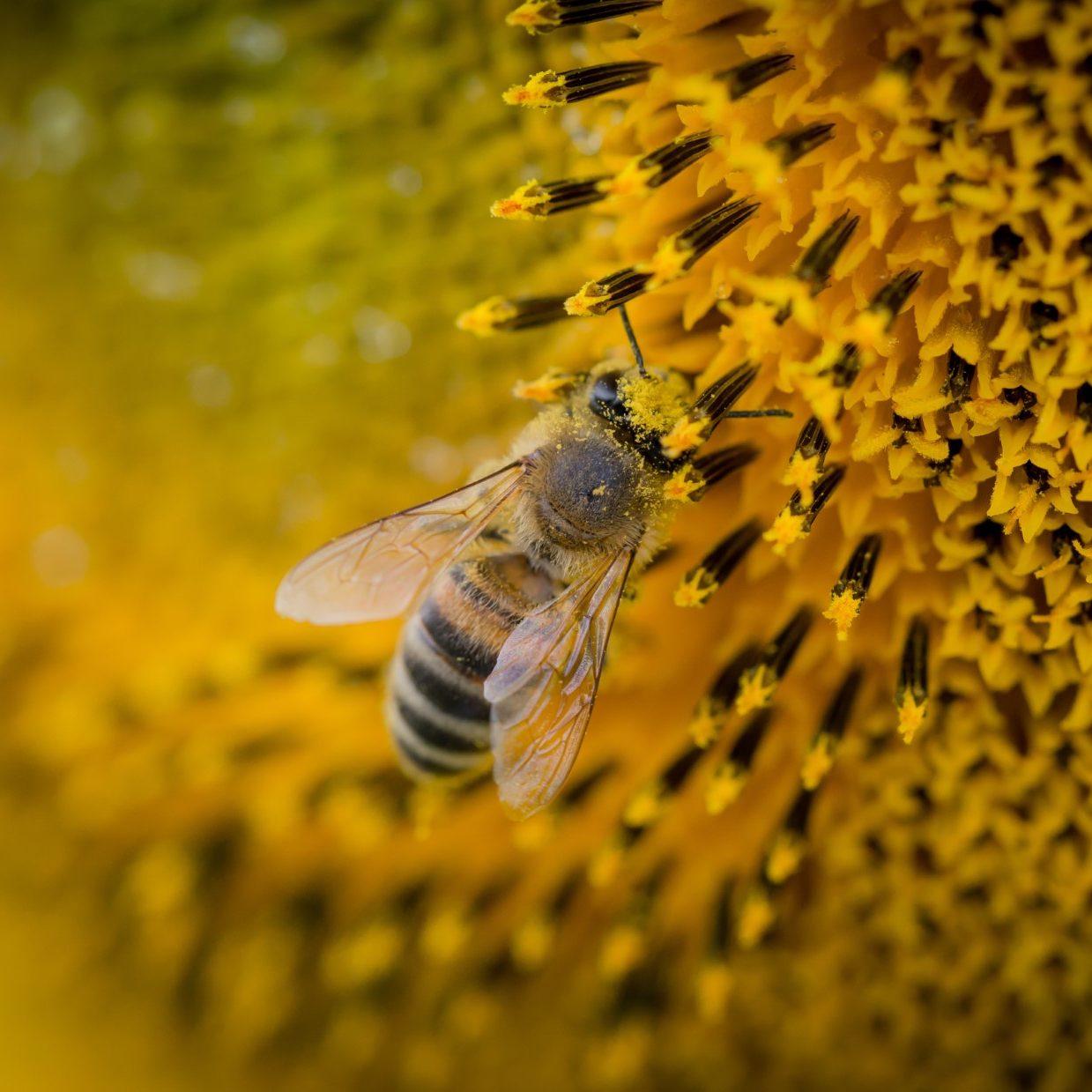 honingbij haalt nectar uit zonnebloem
